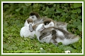 shelduck, shelducks-3